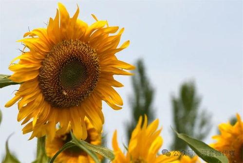 漫画向日葵,阳光下的坚韧与希望